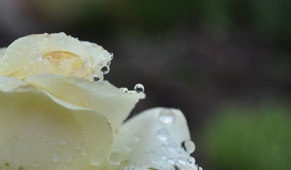 rose and rain .