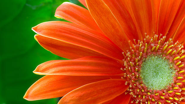 Gerbera