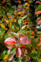 Bright colours of autumn