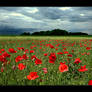 Poppy and Thunderstorm