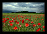 Poppy and Thunderstorm by Hartmut-Lerch