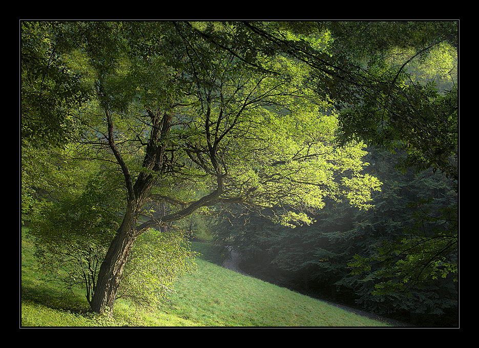 Light in the forest