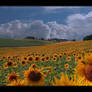 sunflower field