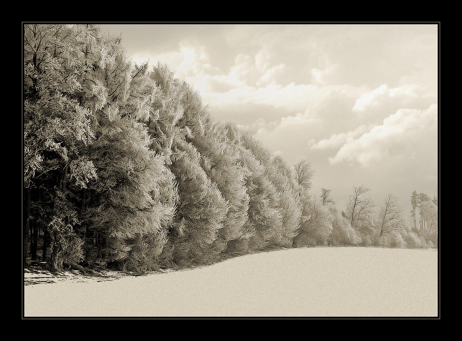 Ice-Forest