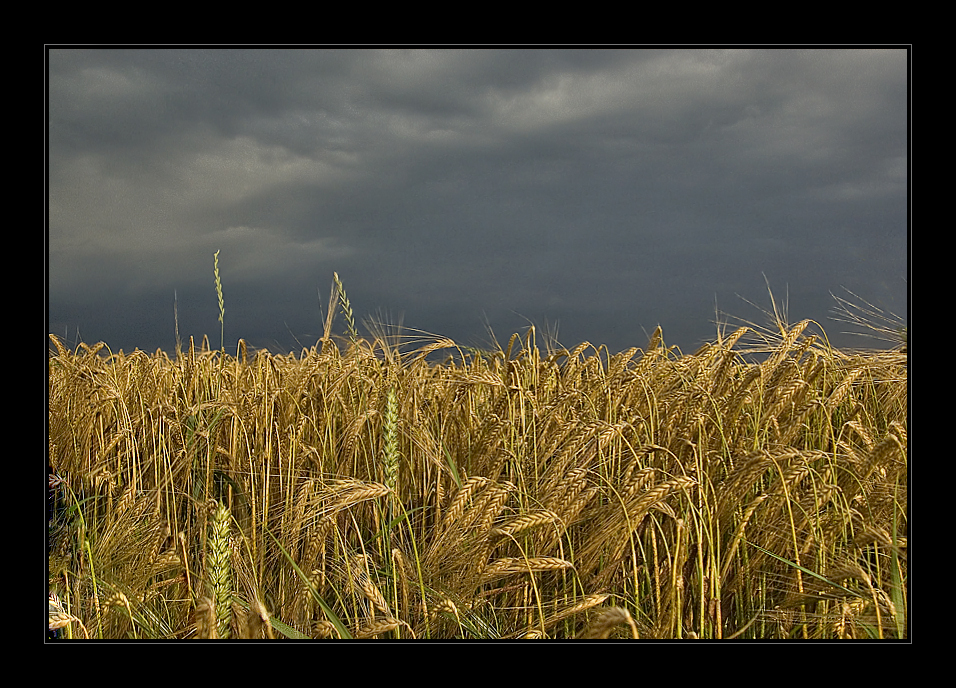 wheat field before a thunderst