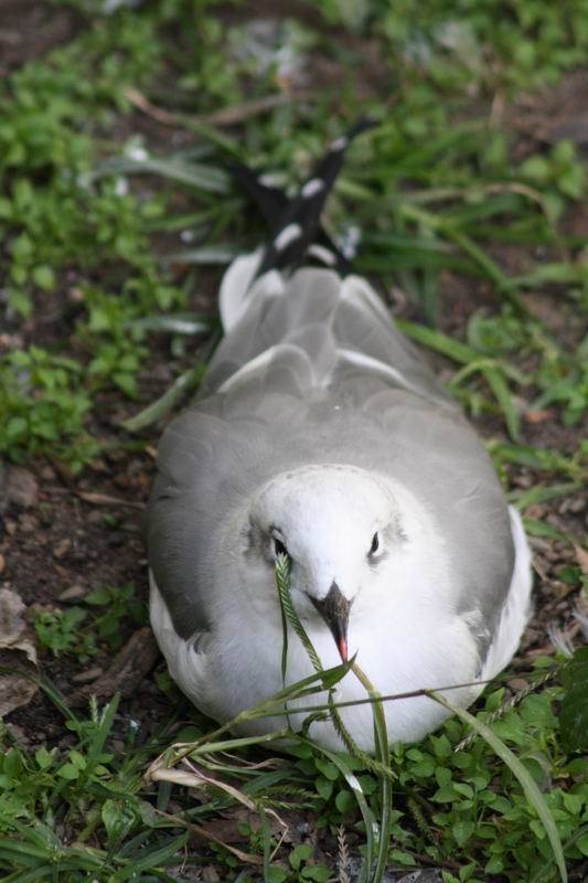 Seagull at Rest