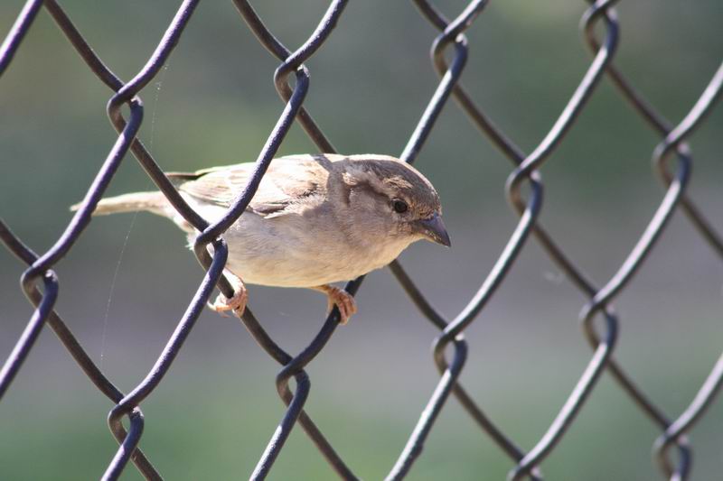 Bird on a Wire