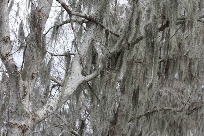 Brazos Bend Park I