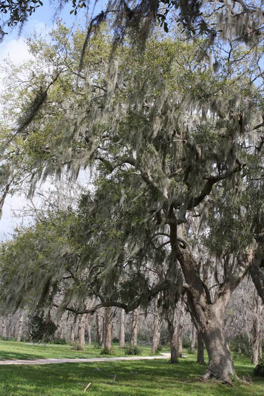 Brazos Bend Park V