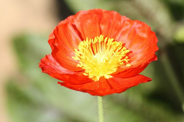 Red Poppy