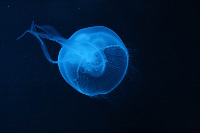 Moon Jellies 5