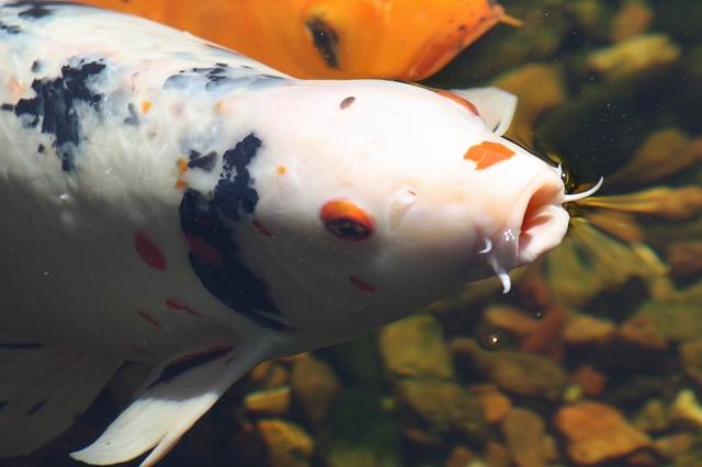 White Calico