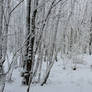 Winter Forest 4