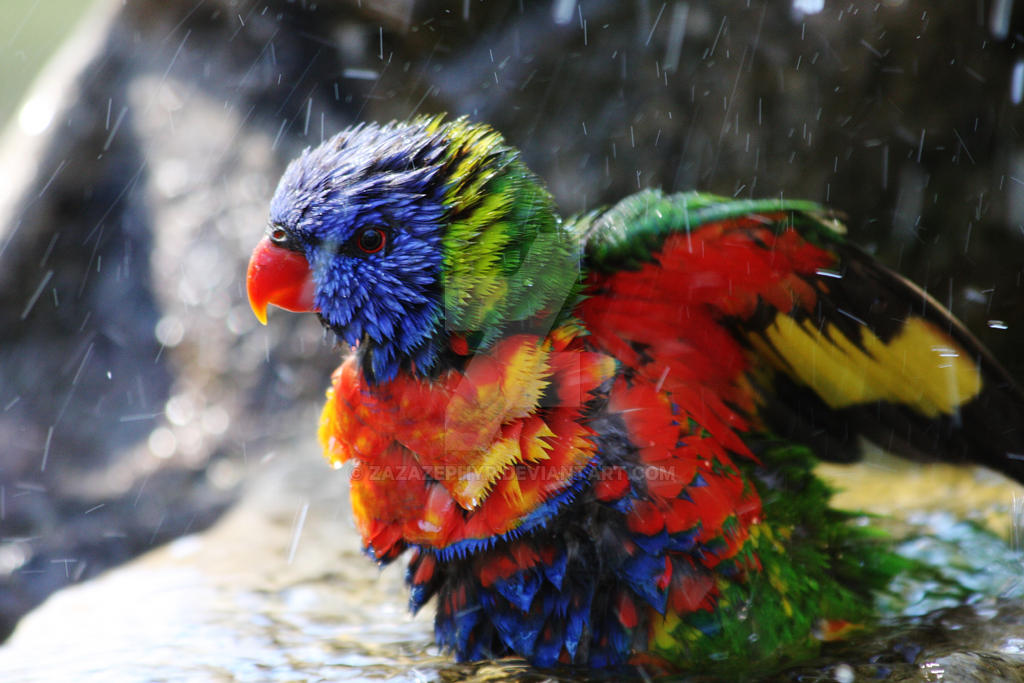 Ruffled Feathers by Zazazephyr on DeviantArt