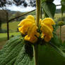 Yellow Flowers