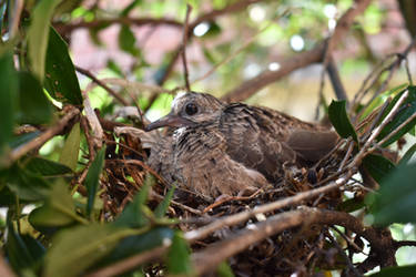 Mourning Dove Fledgling #2