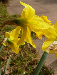 daff