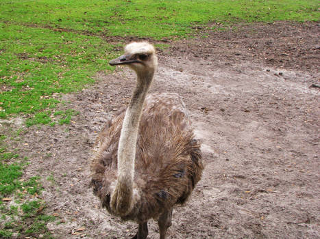 Hey Ostrich