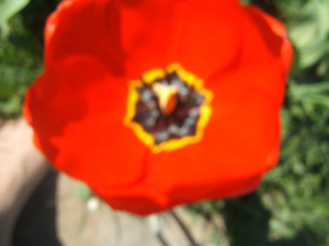 Close up Tulip Red