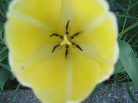 Close up Tulip Yellow