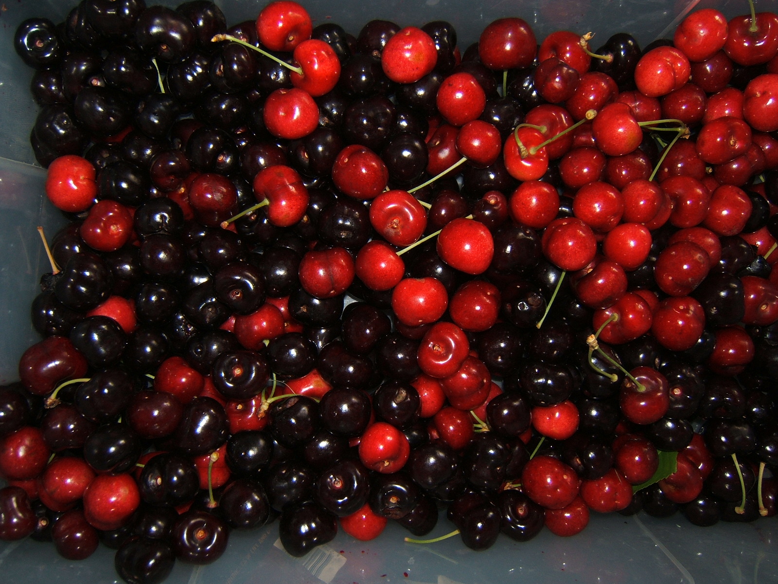 Cherries