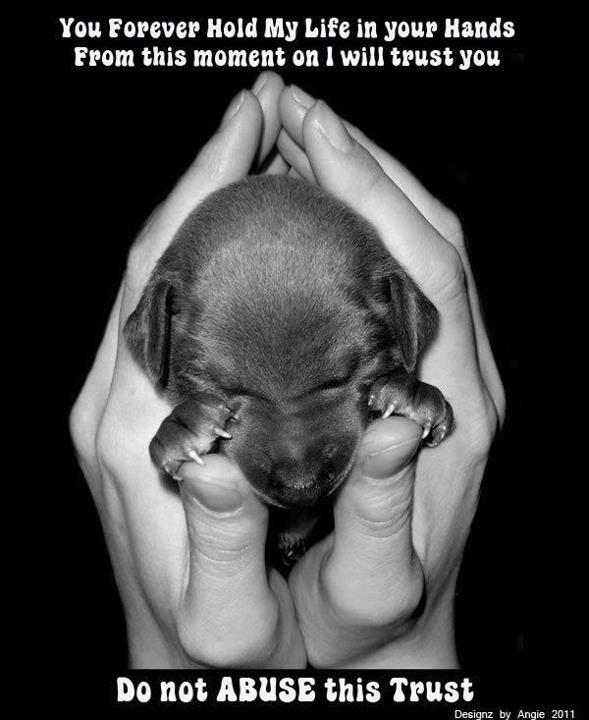 Are you against animal abuse? by Spiritofmustangs3 on DeviantArt Are you against animal abuse? by Spiritofmustangs3 on DeviantArt