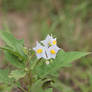 Horsenettle - Solanum carolinense