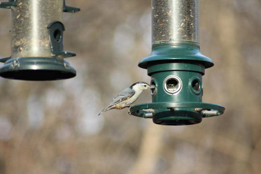 Help ID this bird