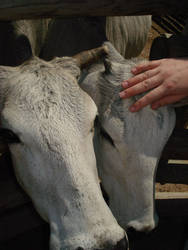 Carleen with Cows