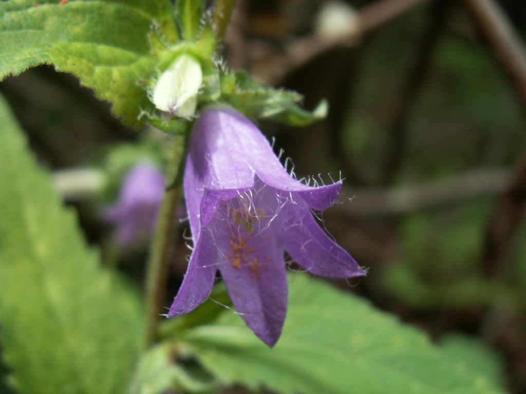 Campanula trachelium