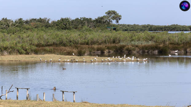 Reserve Ornithologique du Teich - 6