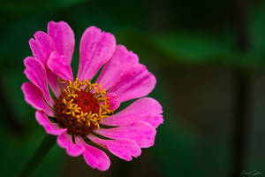 Zinnia du Perou - 1