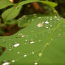 Water Drops 2