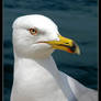 Seagull Portrait