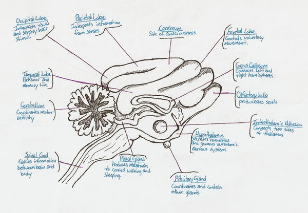Cat Anatomy: Brain by BlueKytie on DeviantArt
