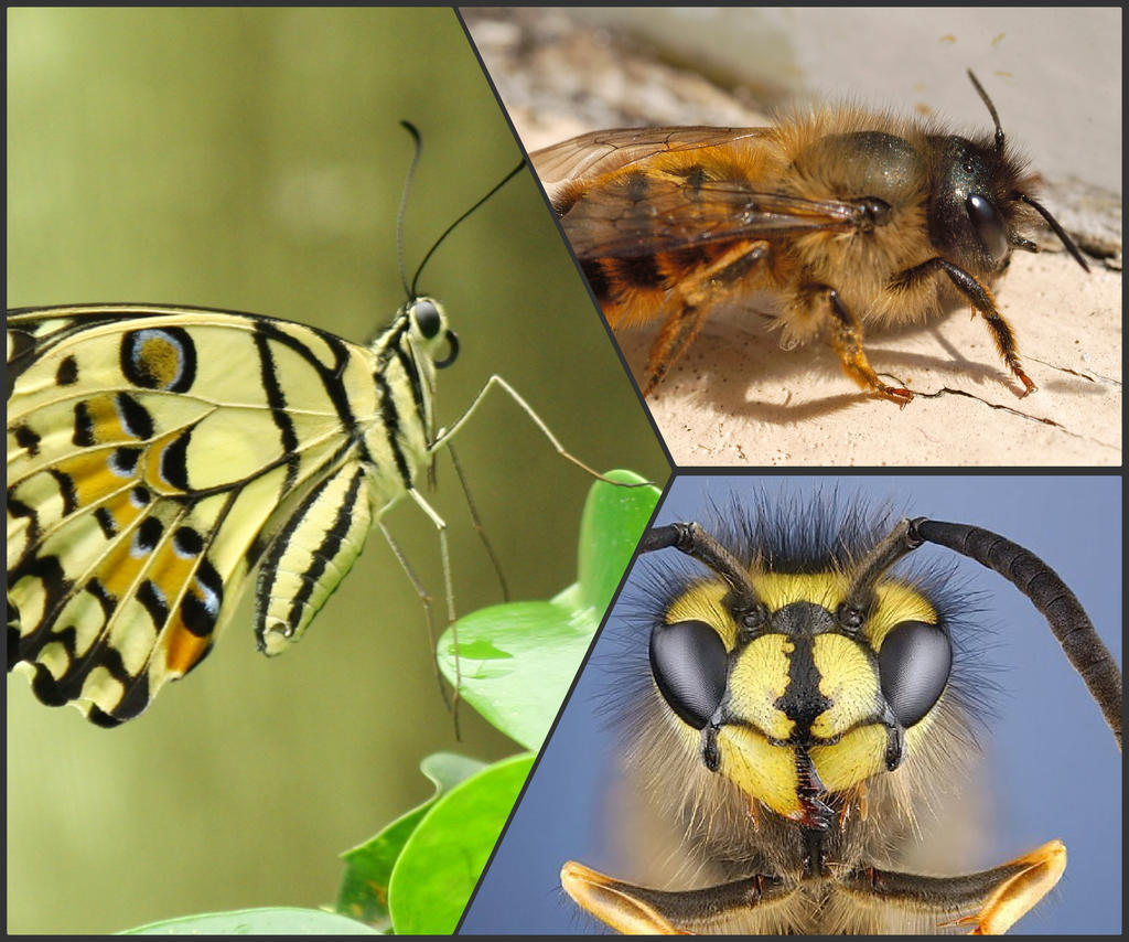 Inset Control Insects control by pestaway on DeviantArt