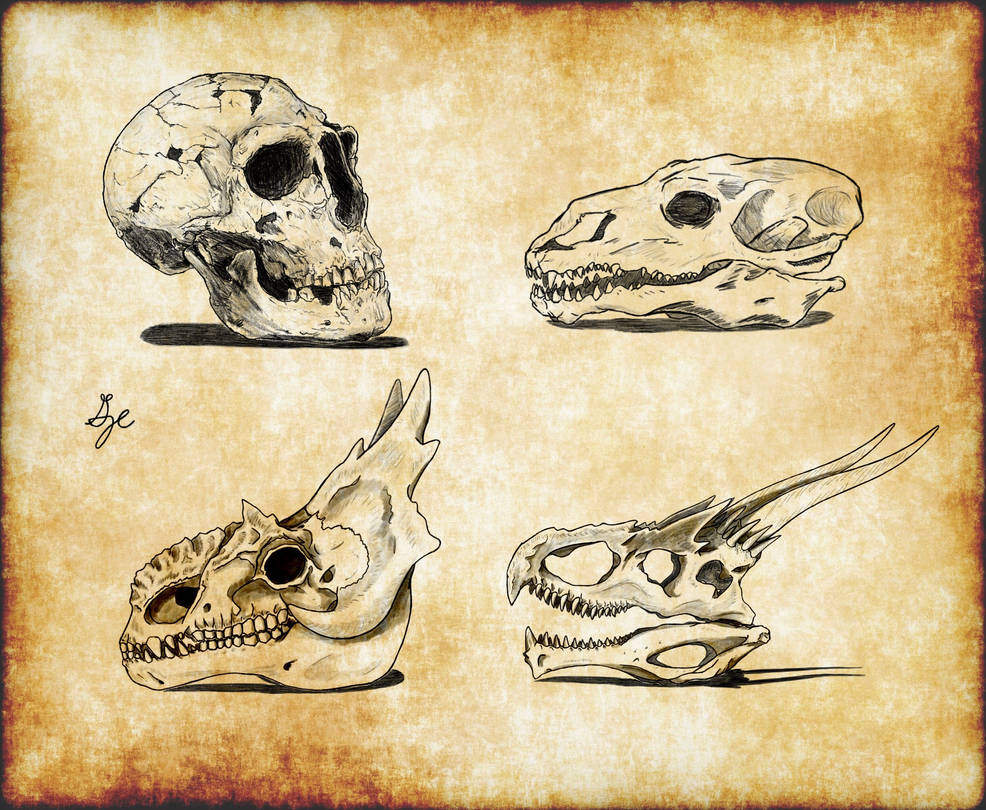 Curiosities by ArchAngel23 on DeviantArt