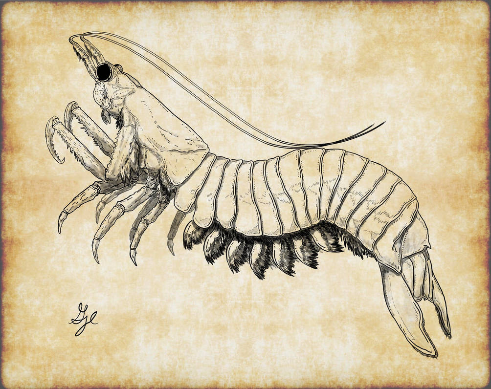 Arctic Phantom by ArchAngel23 on DeviantArt