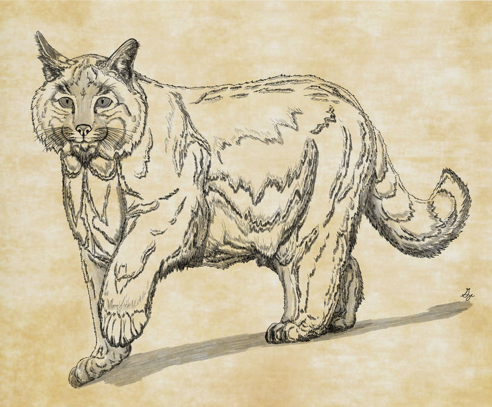 Forest Enigma by ArchAngel23 on DeviantArt