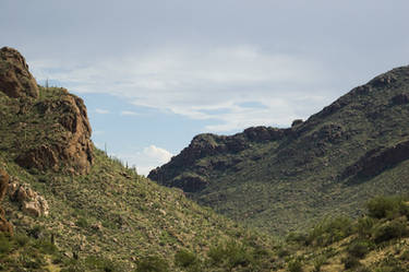 Valley of Saguaro