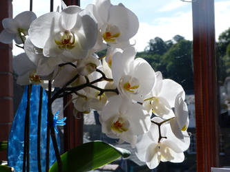 blue glass white orchids