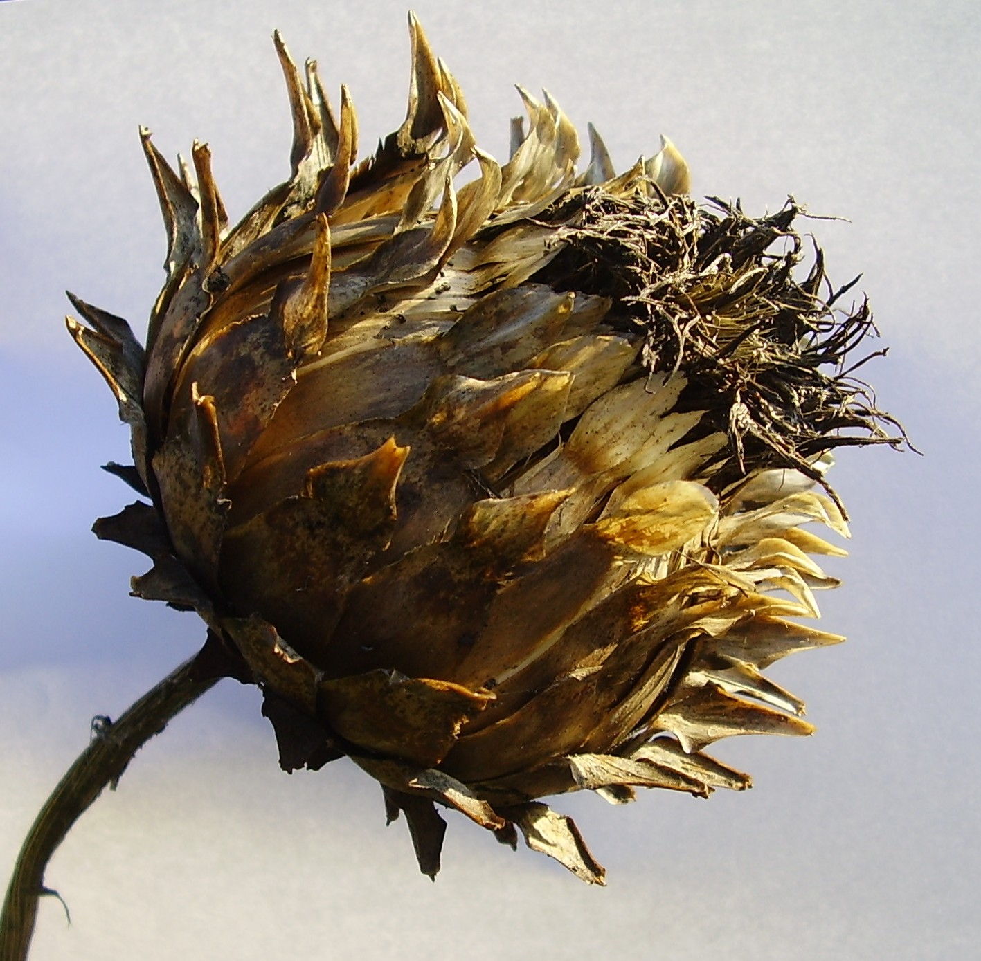 thistle head photo