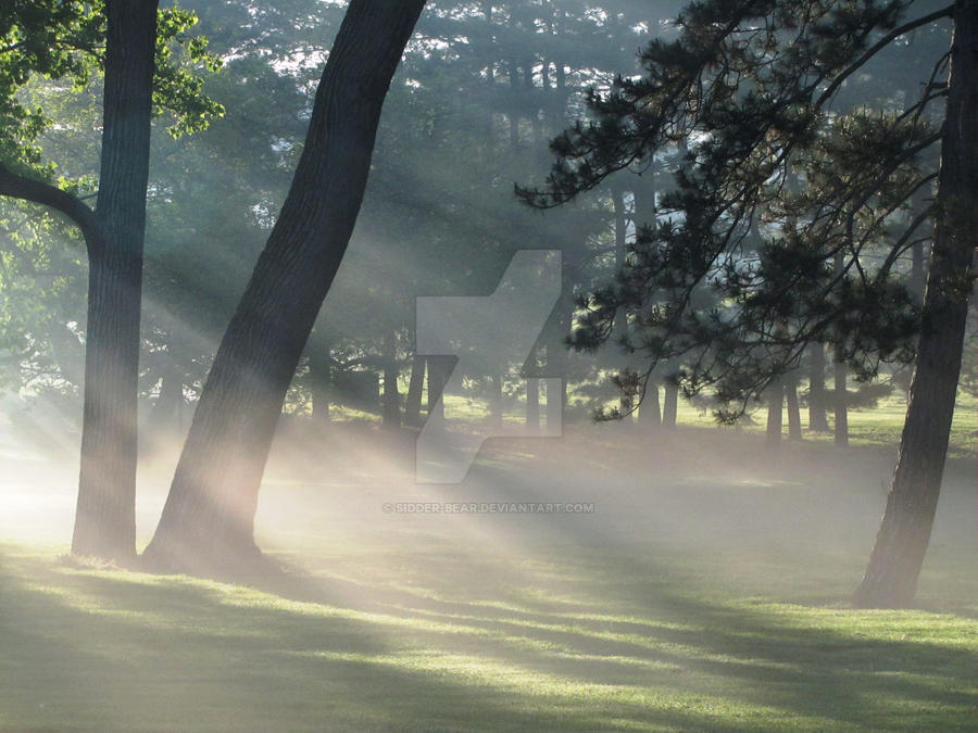 Sunlight through misty trees