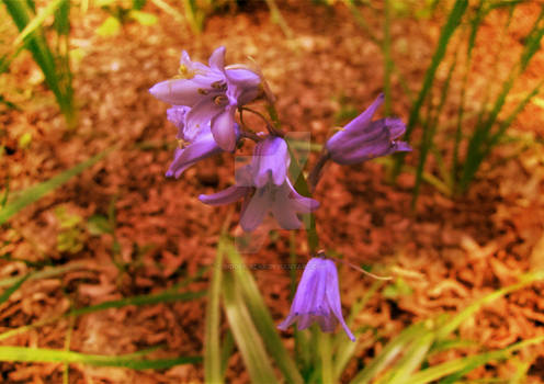 Tiny spider on a purple flower