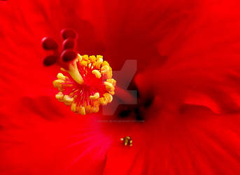 Hibiscus blossom macro