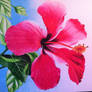 Hibiscus