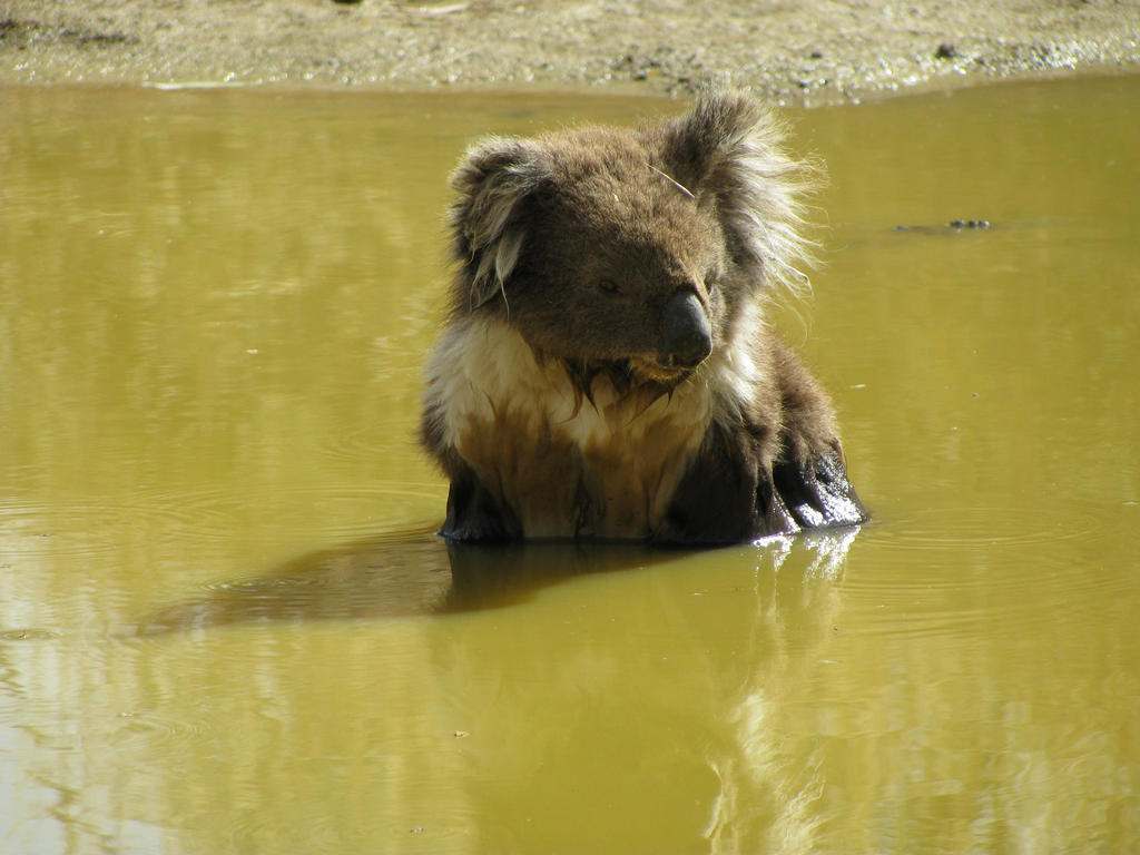 Koala in Water