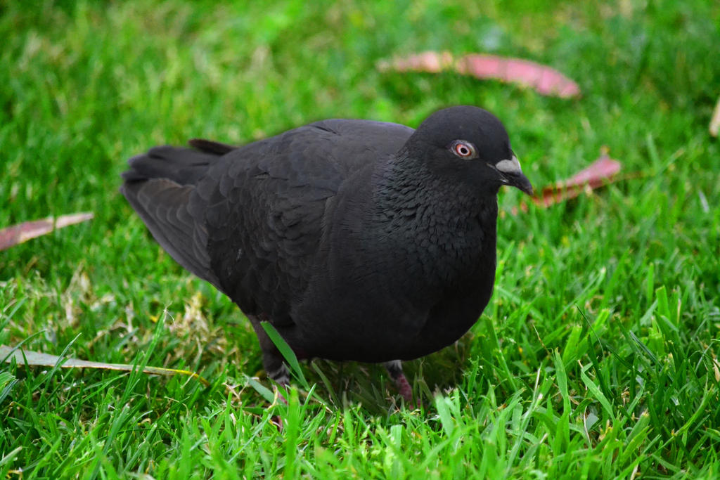 Black Pigeon By Xtreme24Overlord On DeviantArt black-pigeon-by-xtreme24overlord-on-deviantart