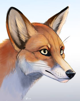 Fox portrait