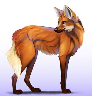 Maned wolf